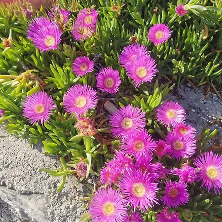 Marija Apartman Trogir