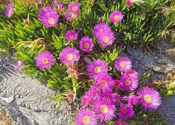 Marija Apartamento Trogir